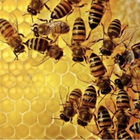 The Hive