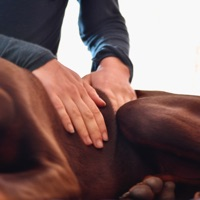 Marine Boulanger - Ostéopathe animalier OA1470