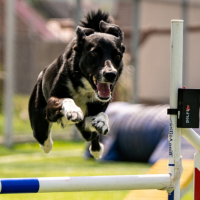 Sarah Motelle - Concours Agility 15/02