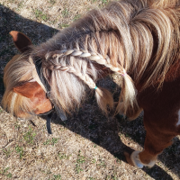 Place 5 - Atelier Découverte + Soin du Poney (pas de monte) 40 m