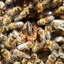 Consultance apicole